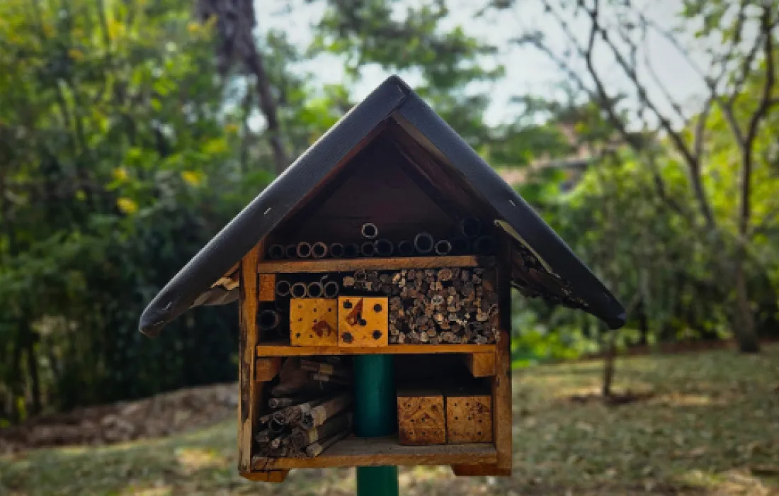 Cuidado de las abejas sin aguijon