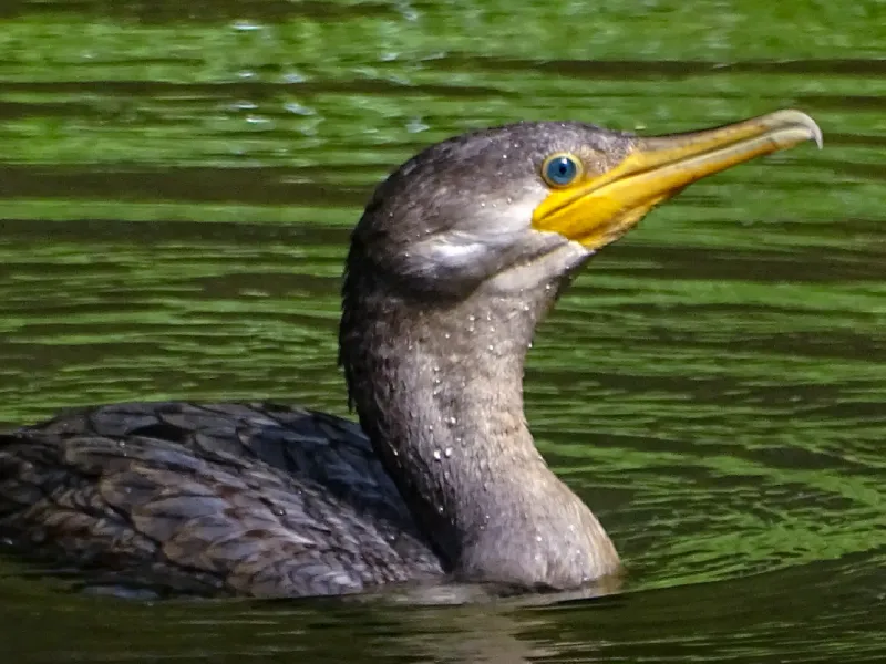 Colombia BirdFair 2025 llega a la Javeriana en su 11° edición